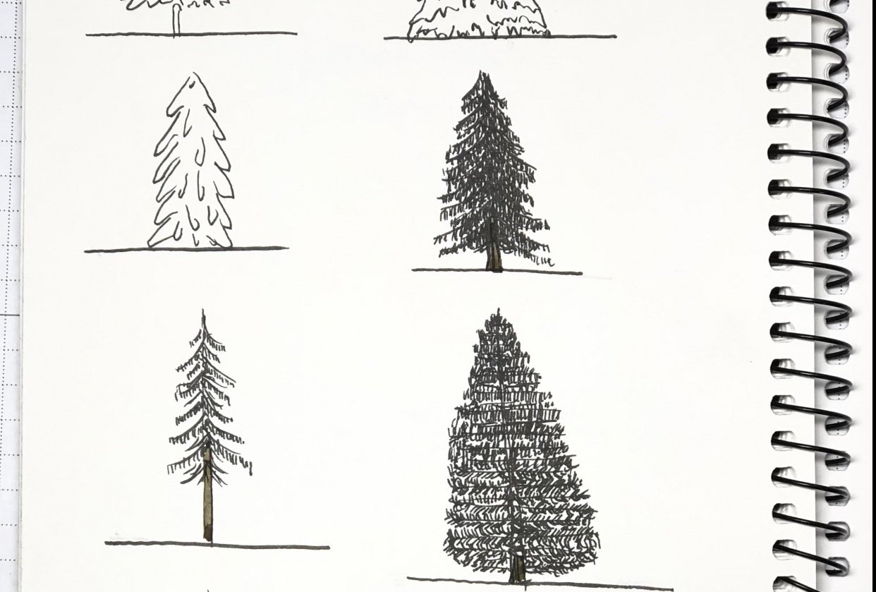 Drawing Basic Evergreens - student project