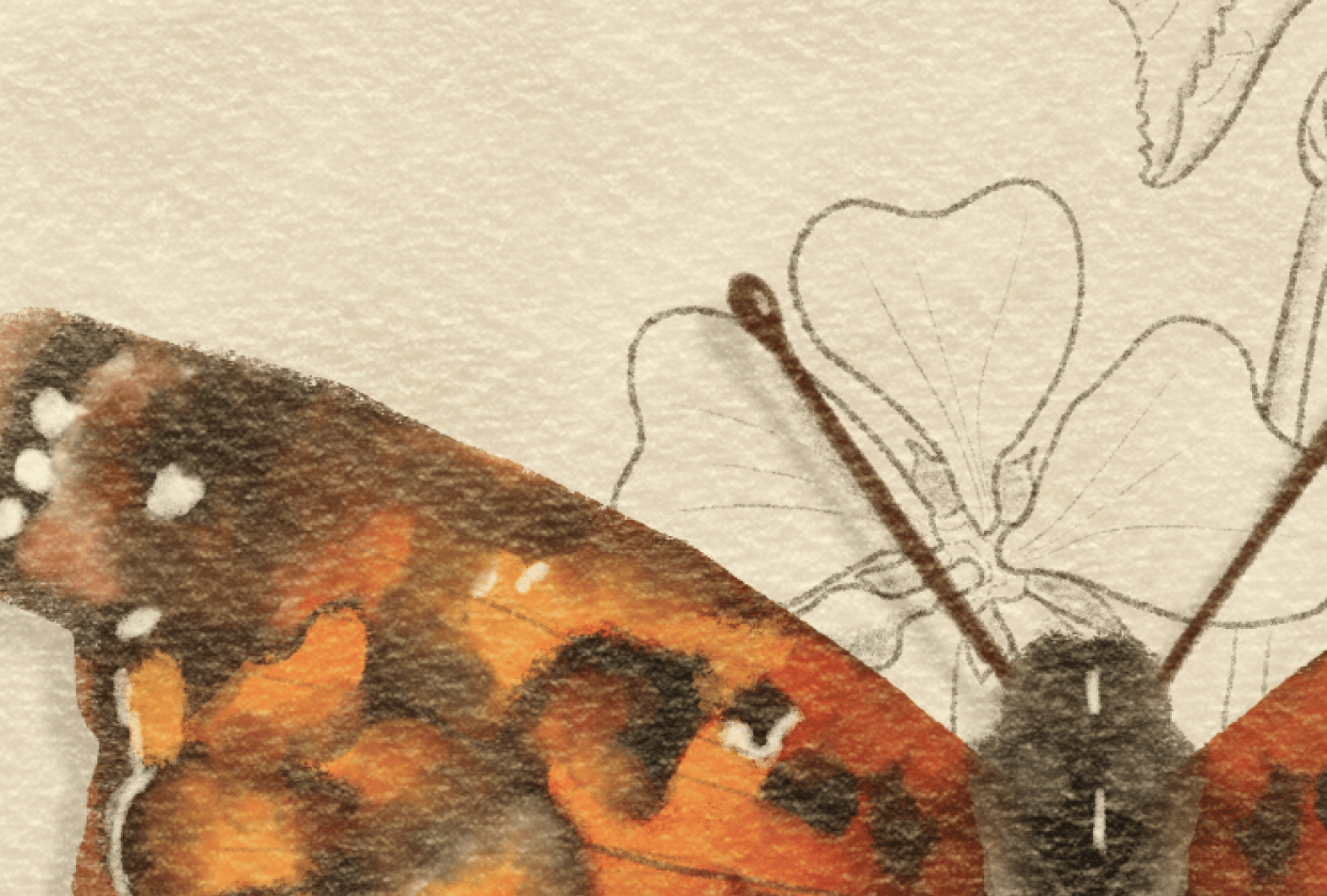 Butterfly Beauty Skillshare Student Project