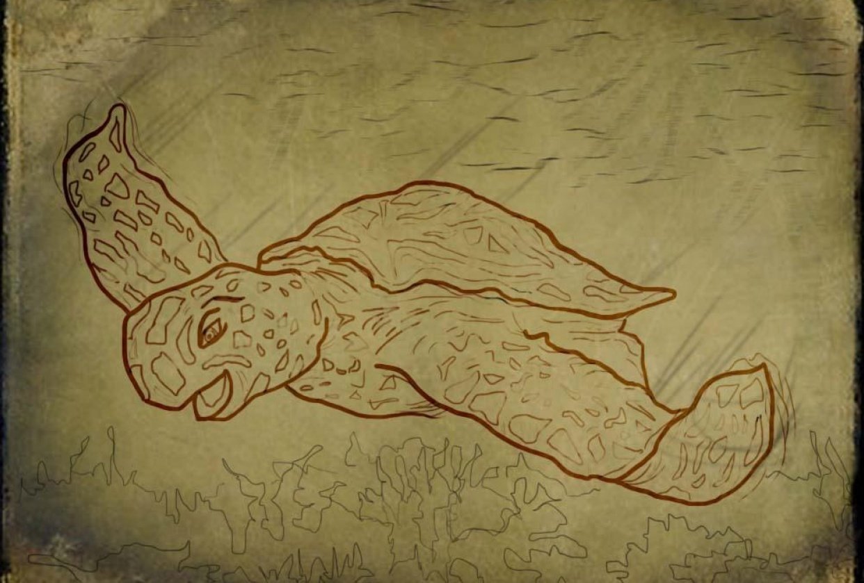 Turtle Time Skillshare Student Project