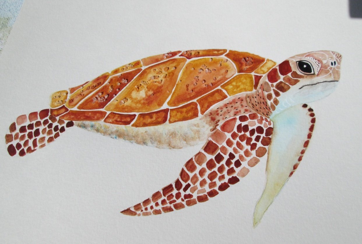 Watercolor Sea Turtle Skillshare Student Project