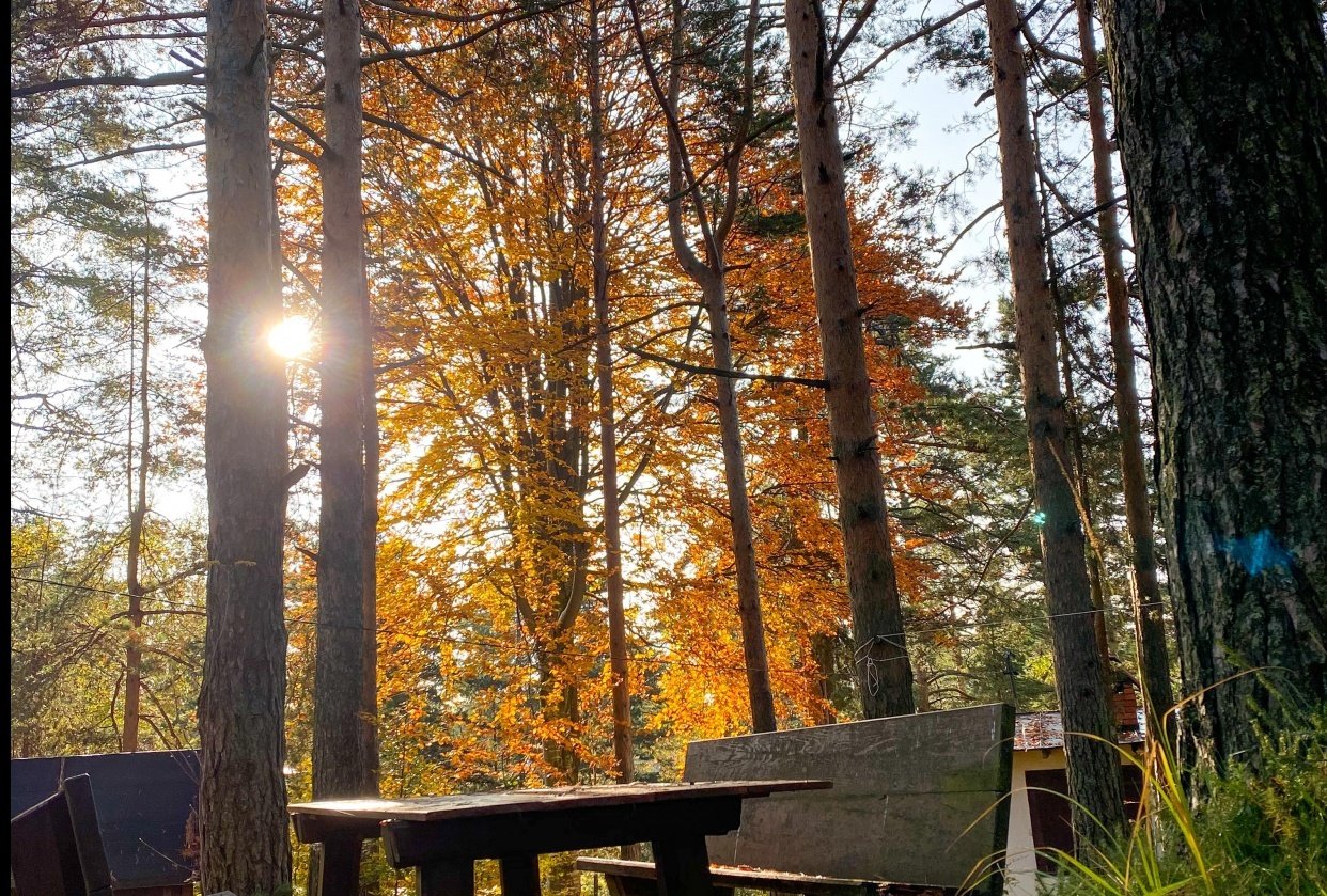 Morning Autumn Sun In The Woods Skillshare Student Project