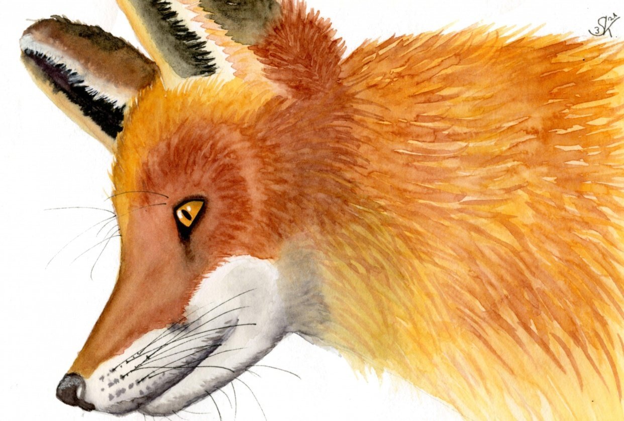 Painting animal textures Skillshare Student Project