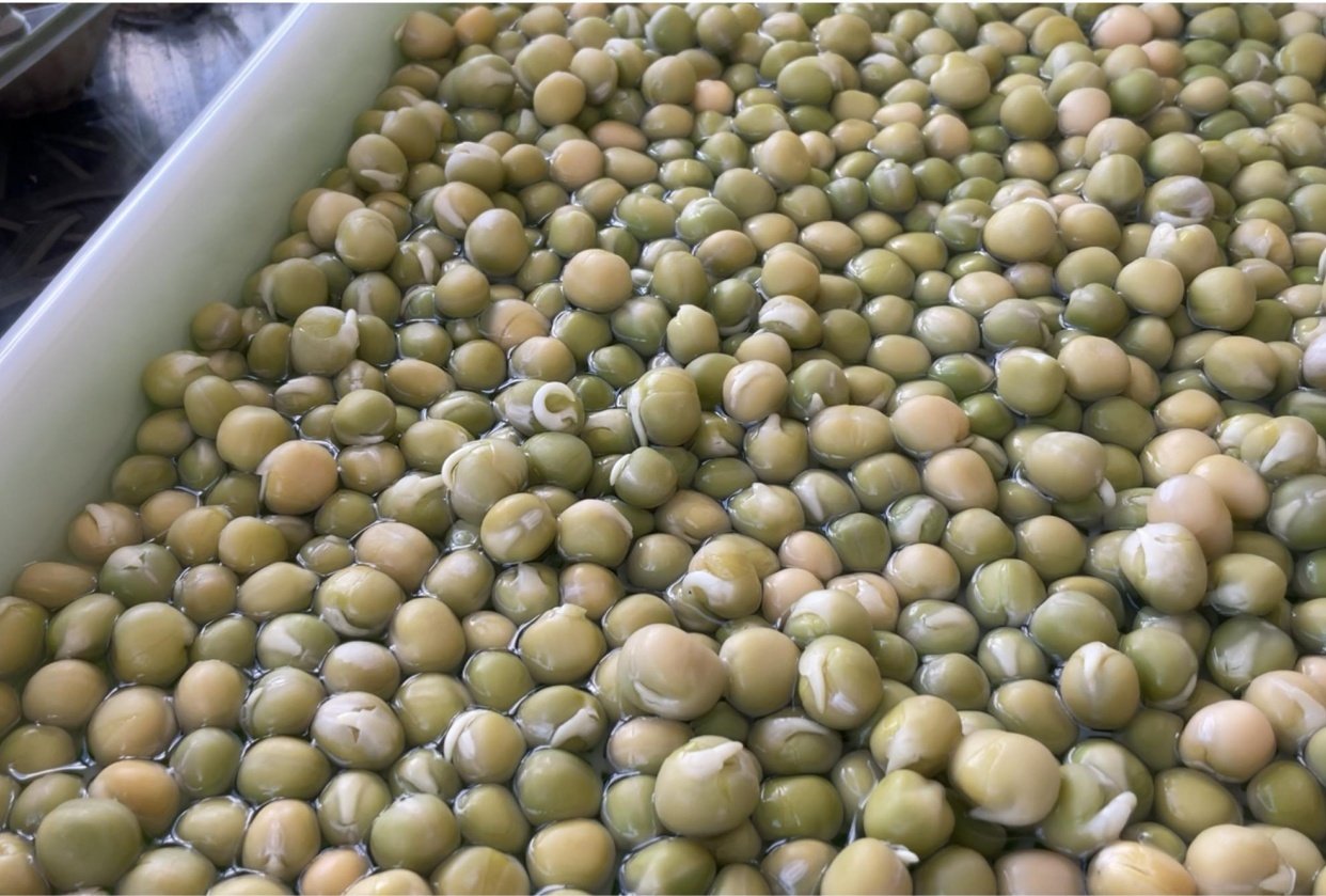 Peas, sunflower, mustard and pumpkin seeds germination - student project