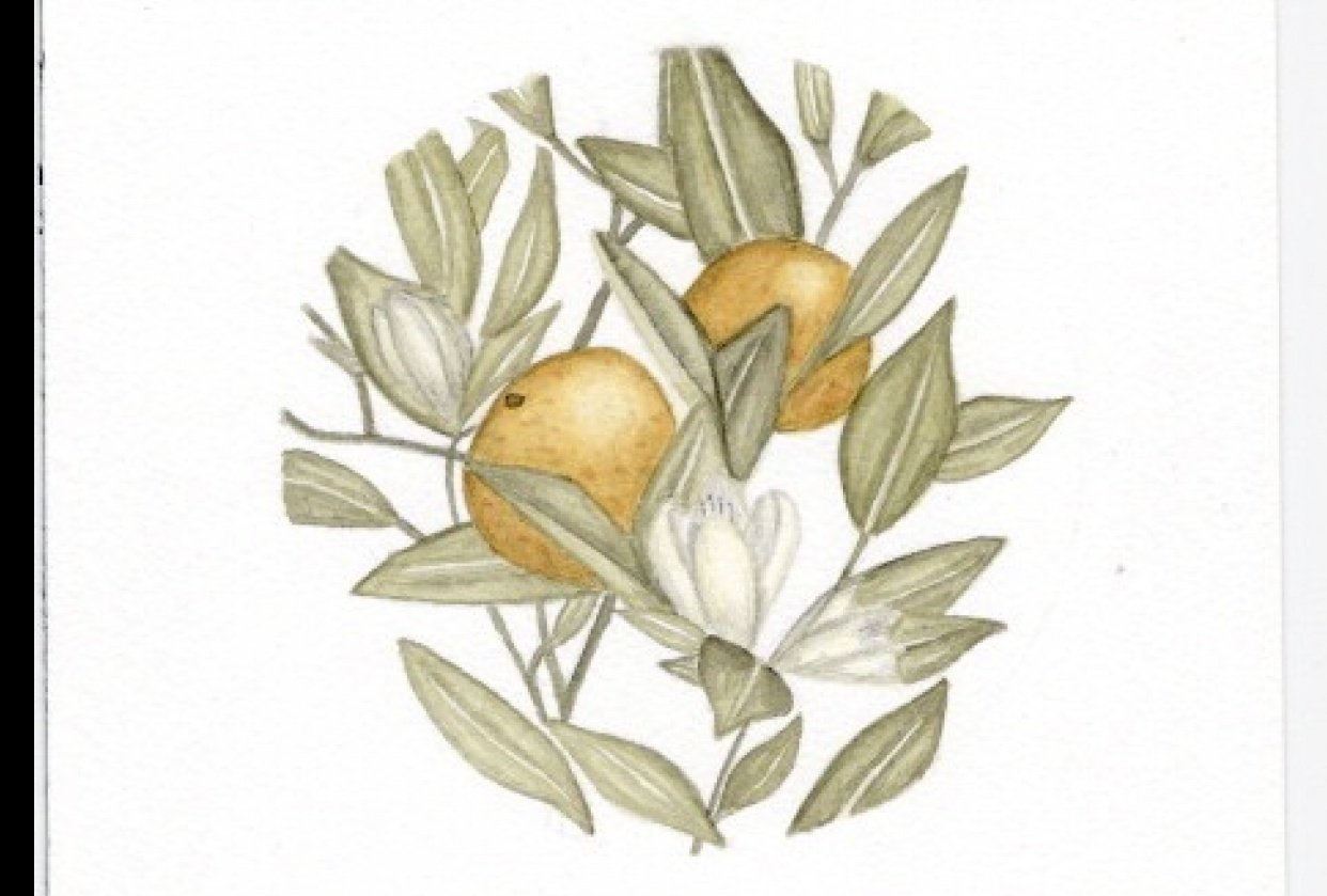 Orange tree leaves | Skillshare Student Project