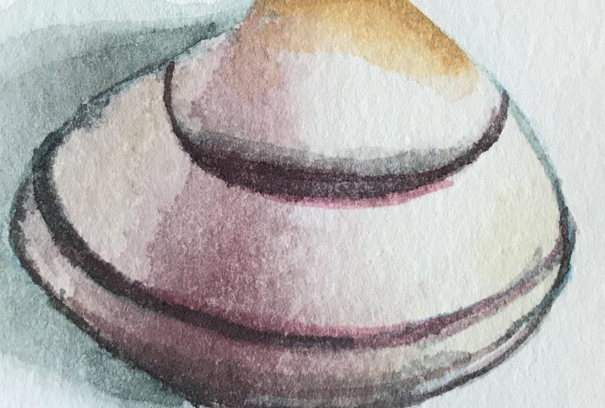 Watercolour shells - student project