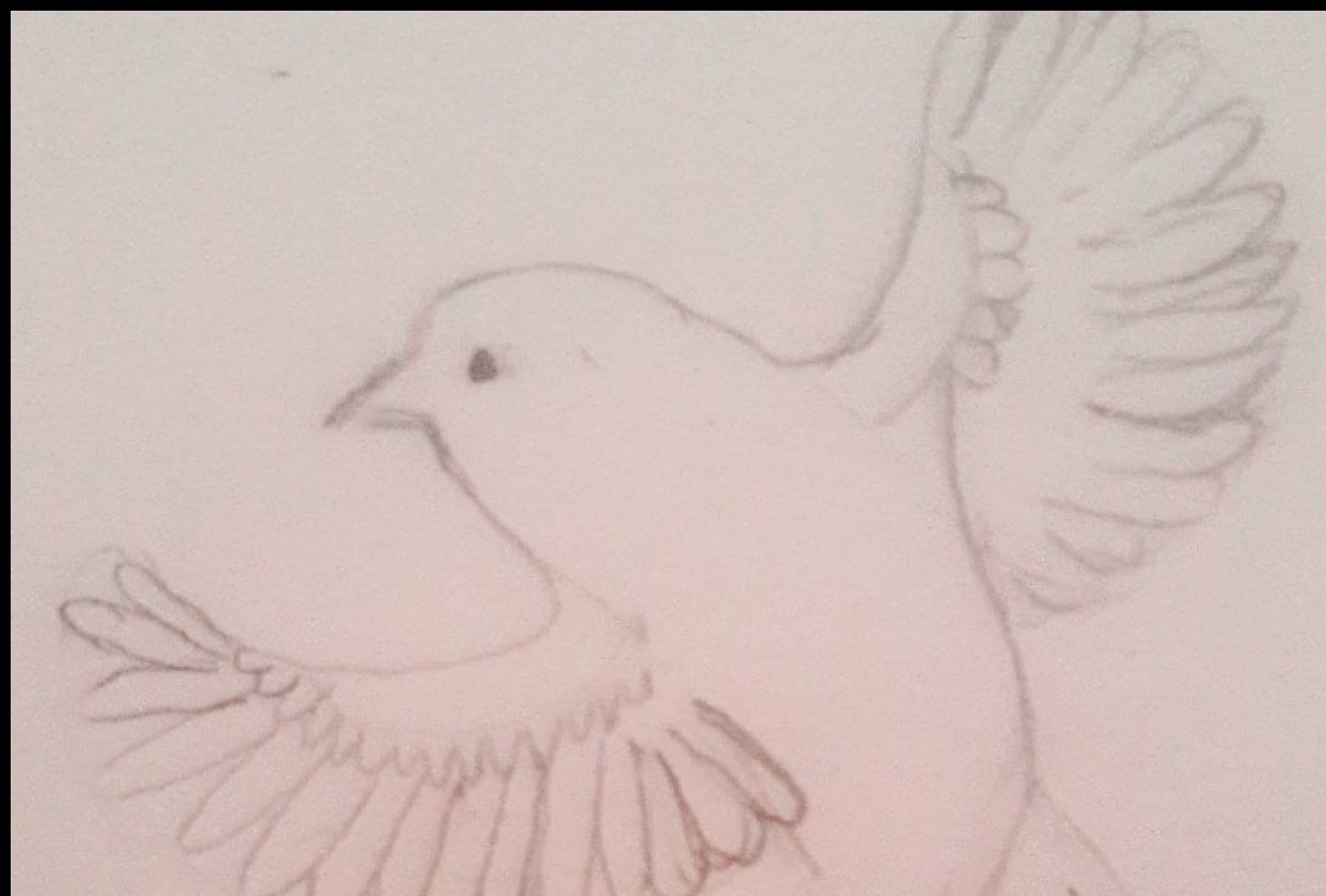 bird in flight - student project