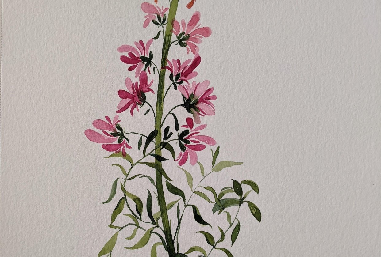 Loose Snapdragon - student project