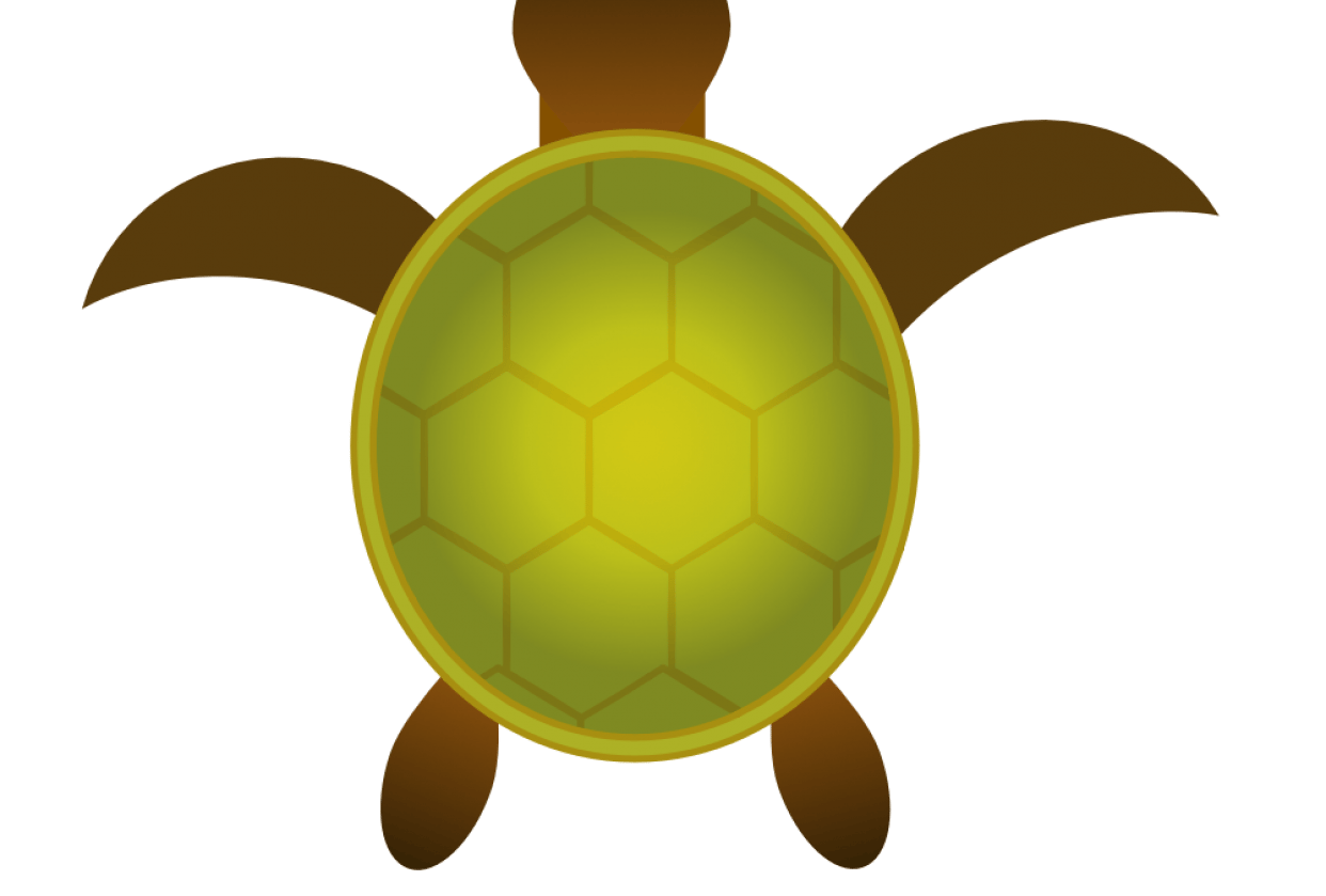 turtle - student project