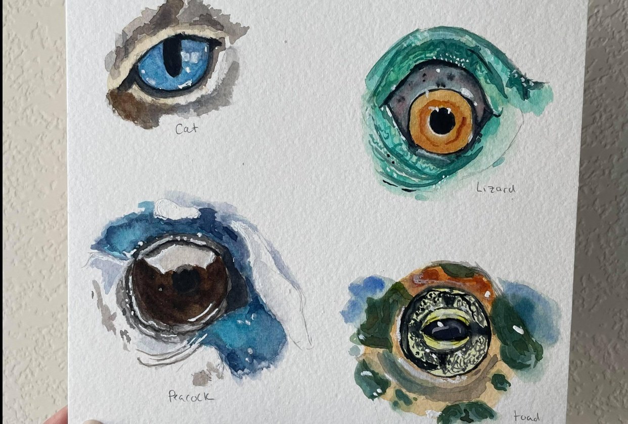 Eyes on the Prize! - A Study in Animal Eyes | Skillshare Student Project Eyes on the Prize! - A Study in Animal Eyes | Skillshare Student Project