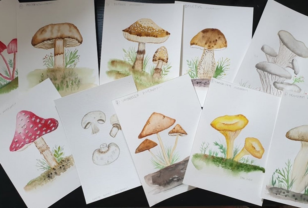 mushroom practice - student project