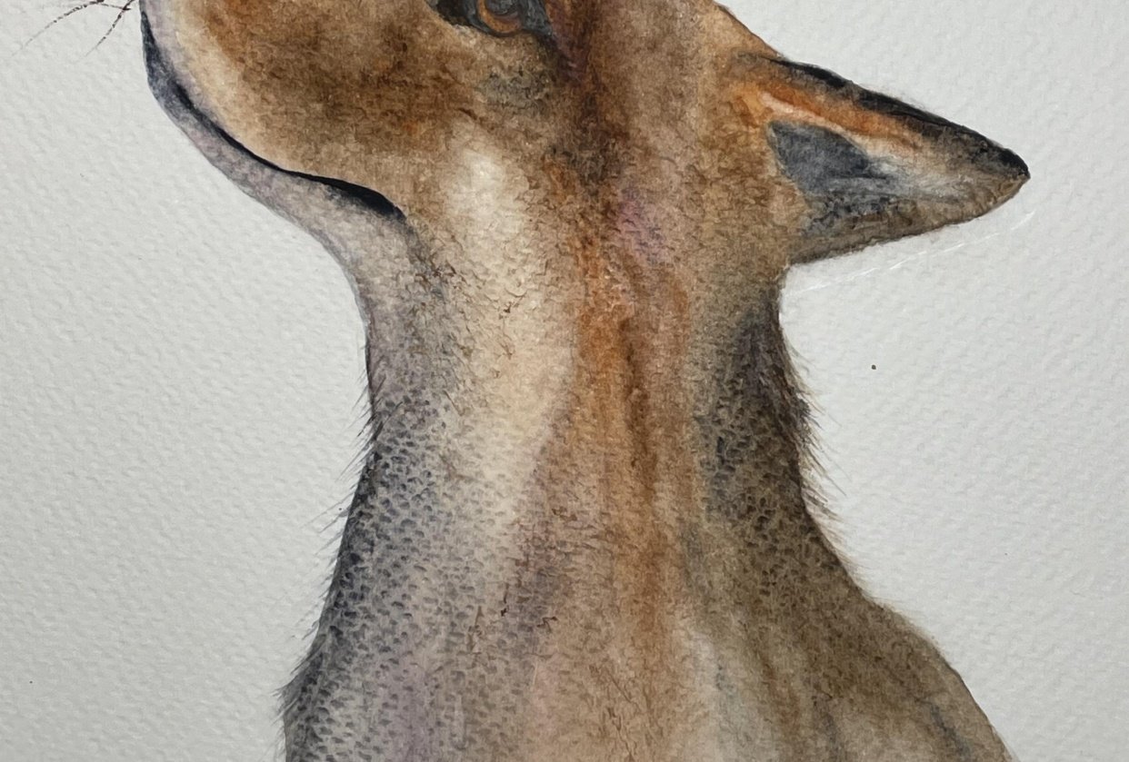 Fox - student project