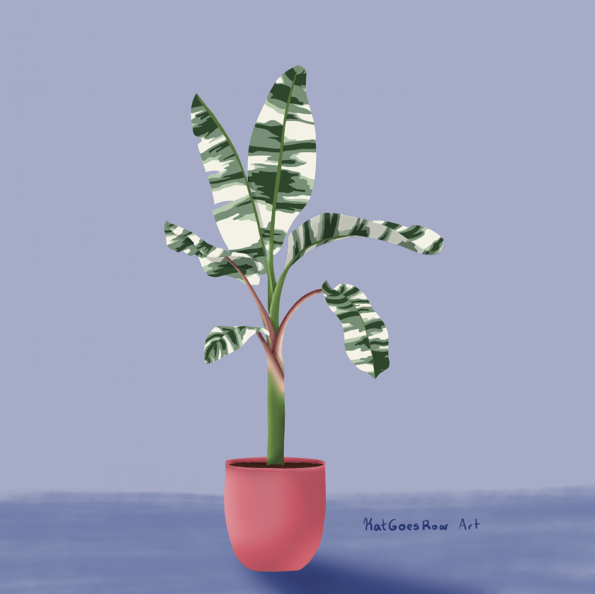 Variegated Banana Tree - student project