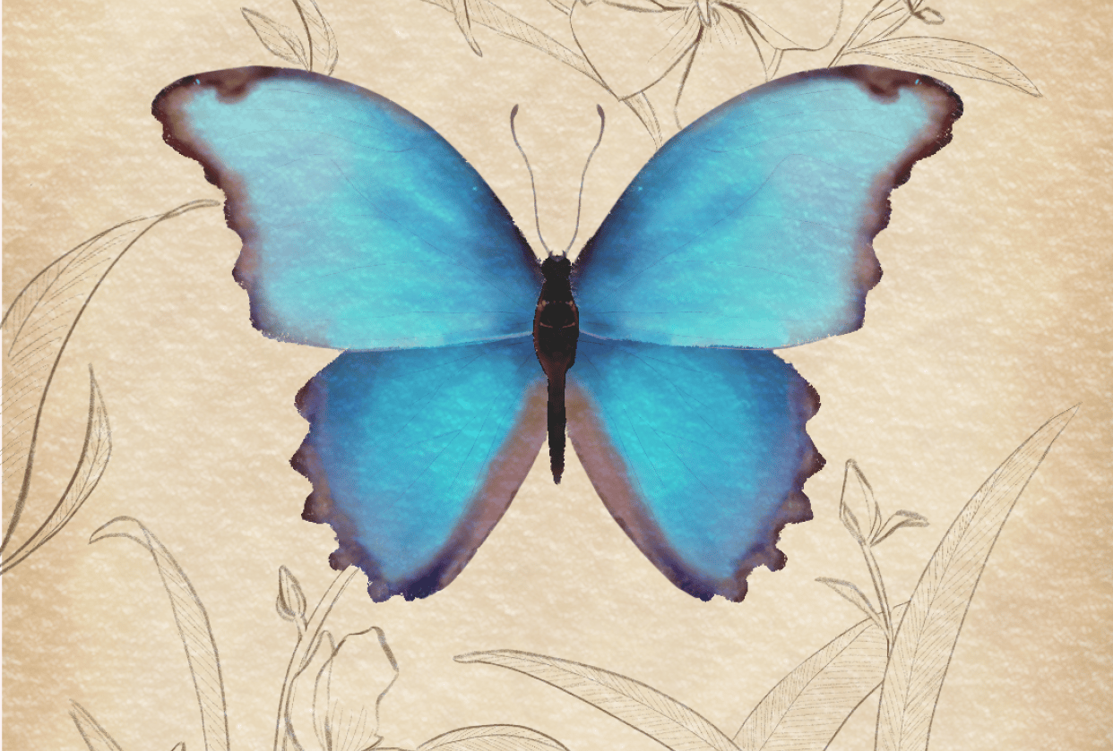 Watercolour morpho and oleanders - student project