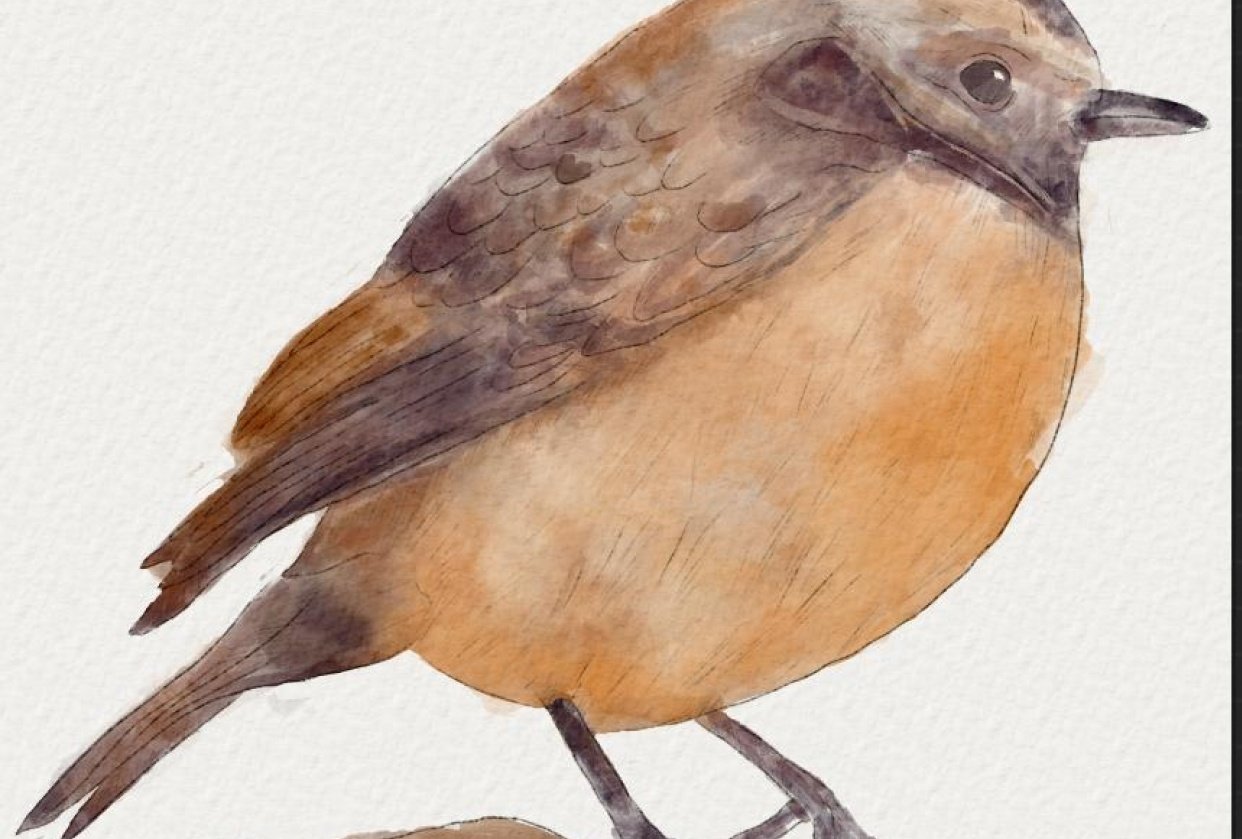Bird 1 - student project