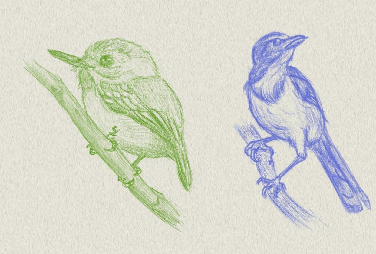 Bird Sketches - student project