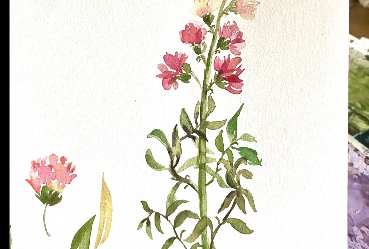 snap dragon Skillshare Student Project