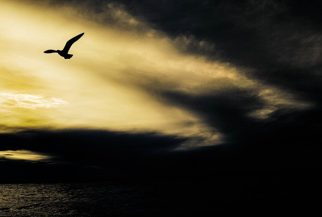 Silhouette Image Processing in LR - student project