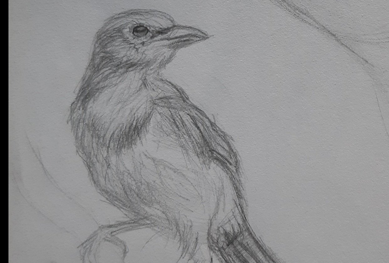 Drawing Practices Skillshare Student Project