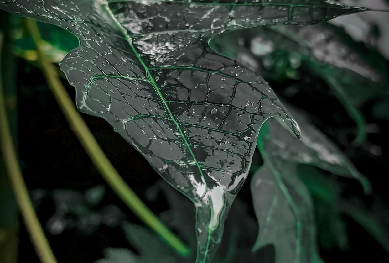 Leaf Skillshare Student Project