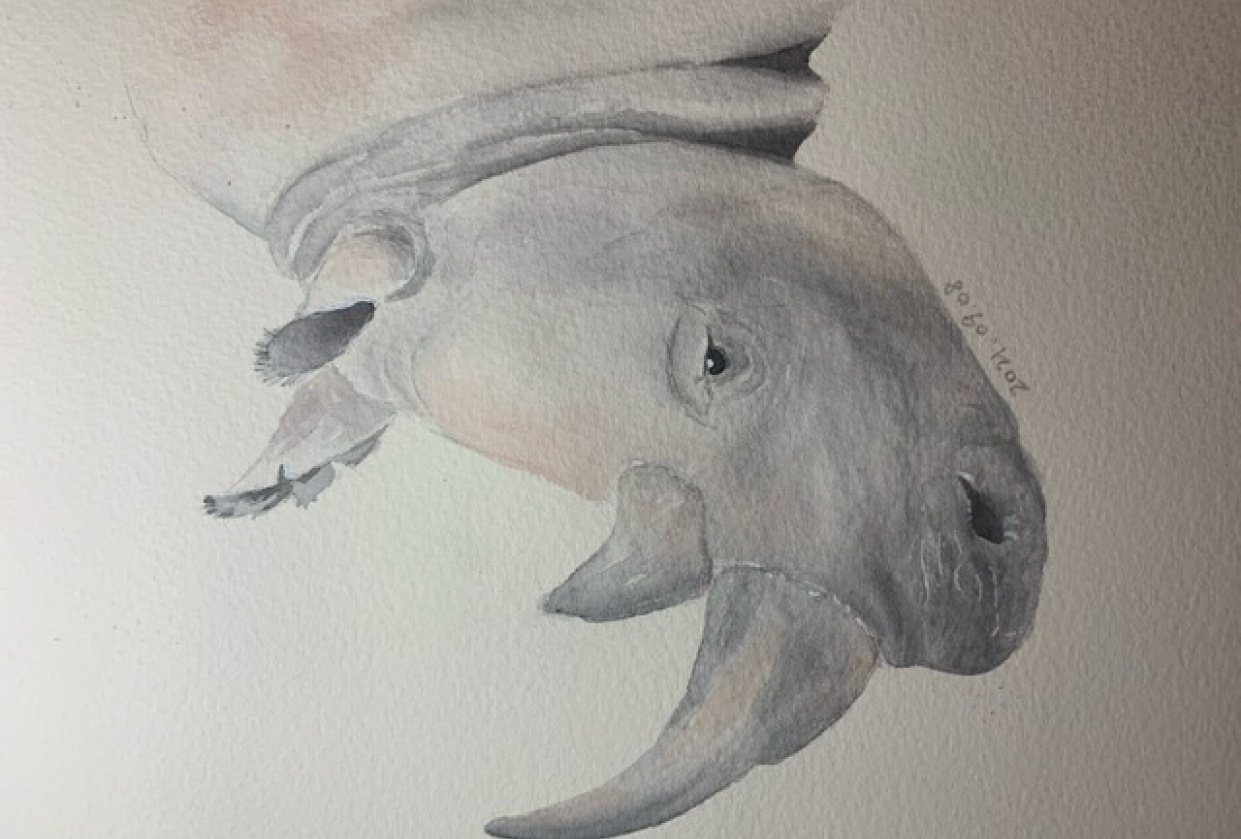 Rhino Skillshare Student Project