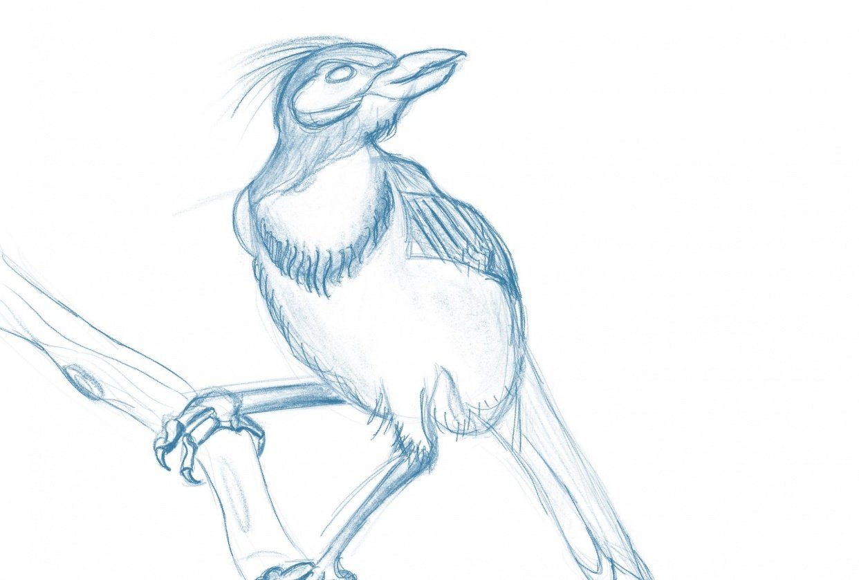 Getting Started With Drawing