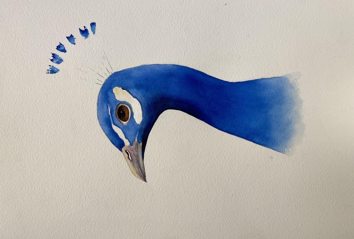 Peacock Skillshare Student Project