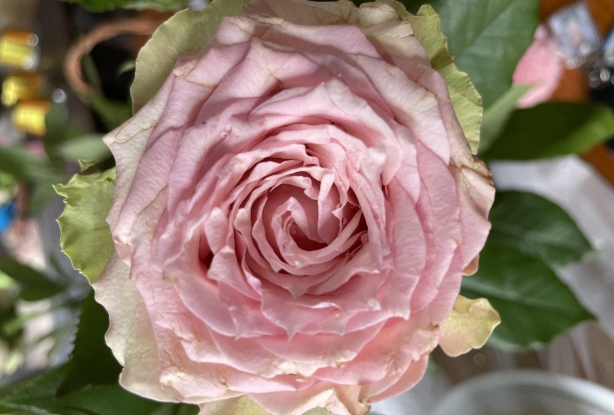 Beginner Procreate Skillshare Student Project