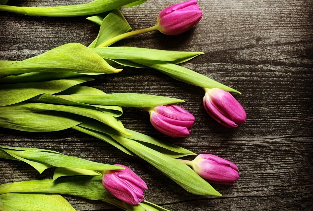 Tulips - student project