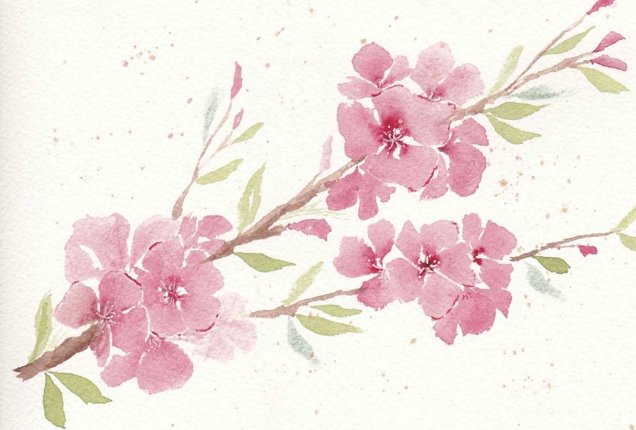 Cherry blossoms - student project