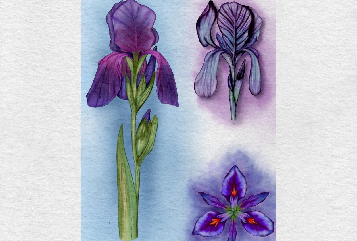 Iris - student project