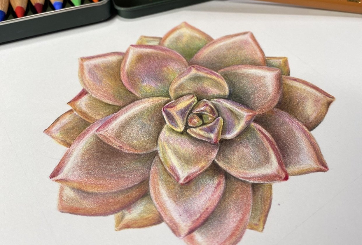 Colored pencil succulent - student project