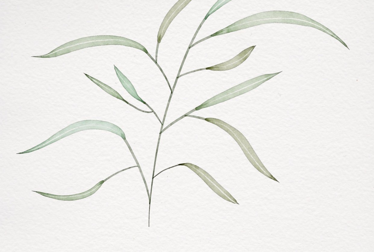 Botanicals with Brenda Bakker - student project