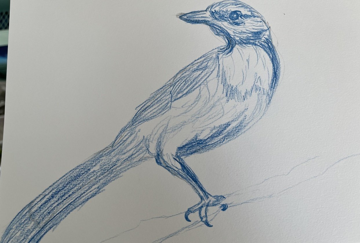 Scrub Jay - student project