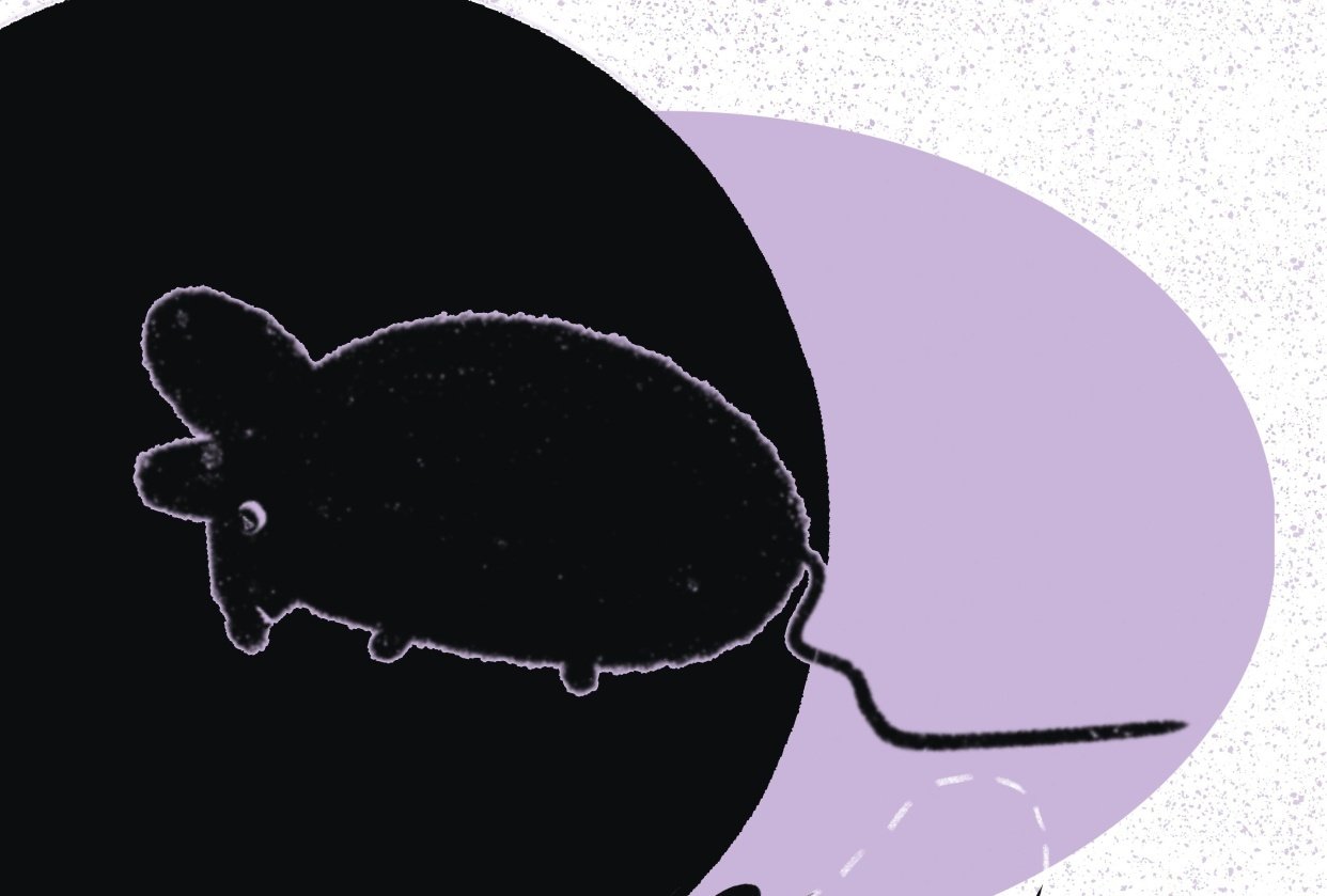 Mouse - student project