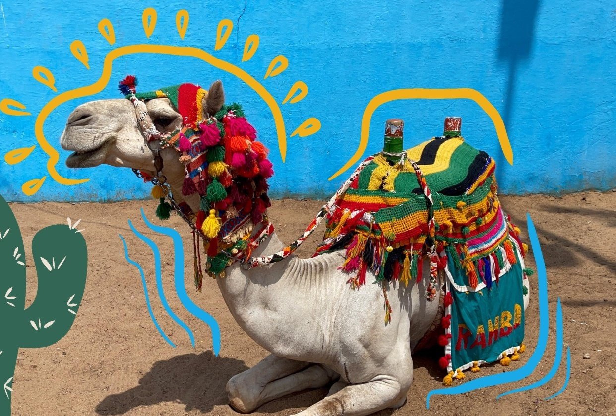 Camel Skillshare Student Project