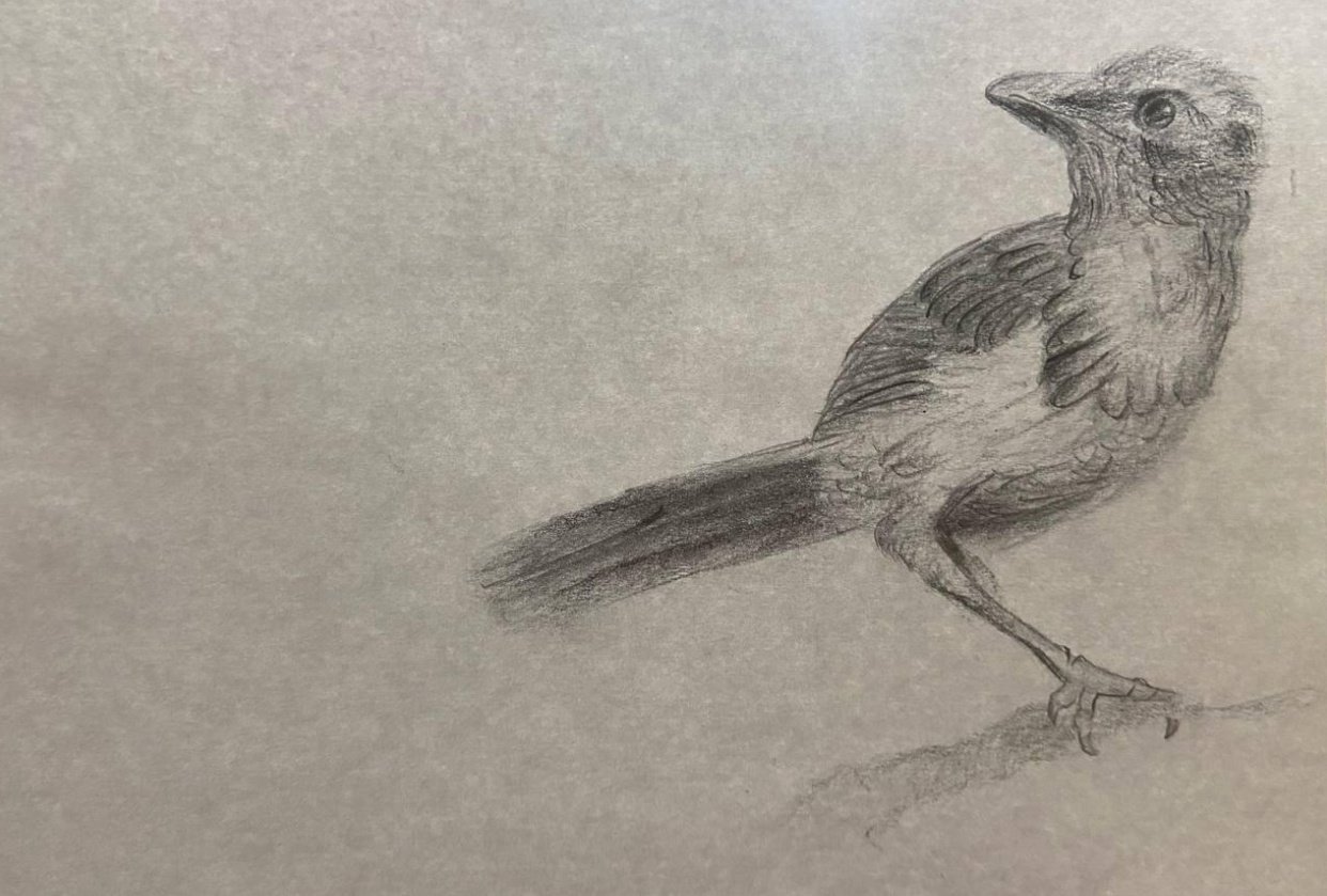 Baby Bird Skillshare Student Project