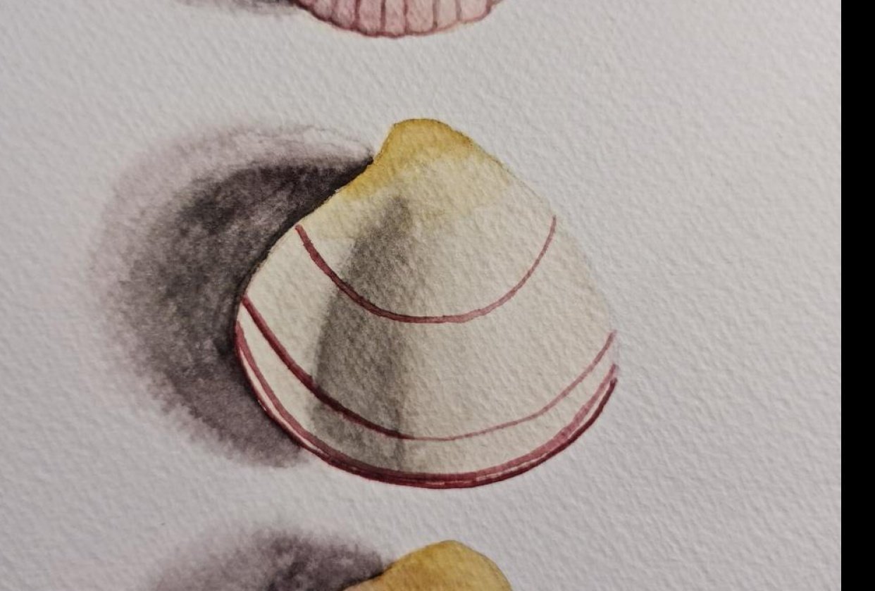 She paints seashells... - student project