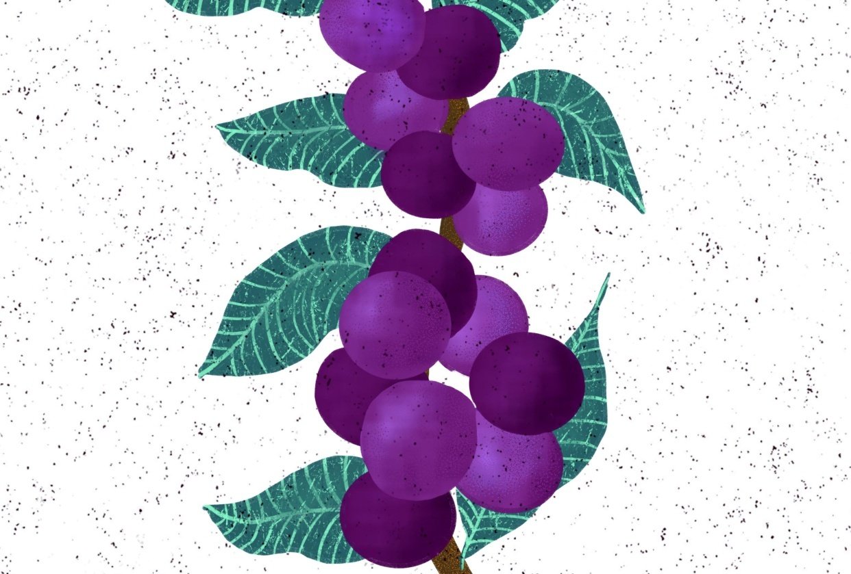 Grapes Skillshare Student Project