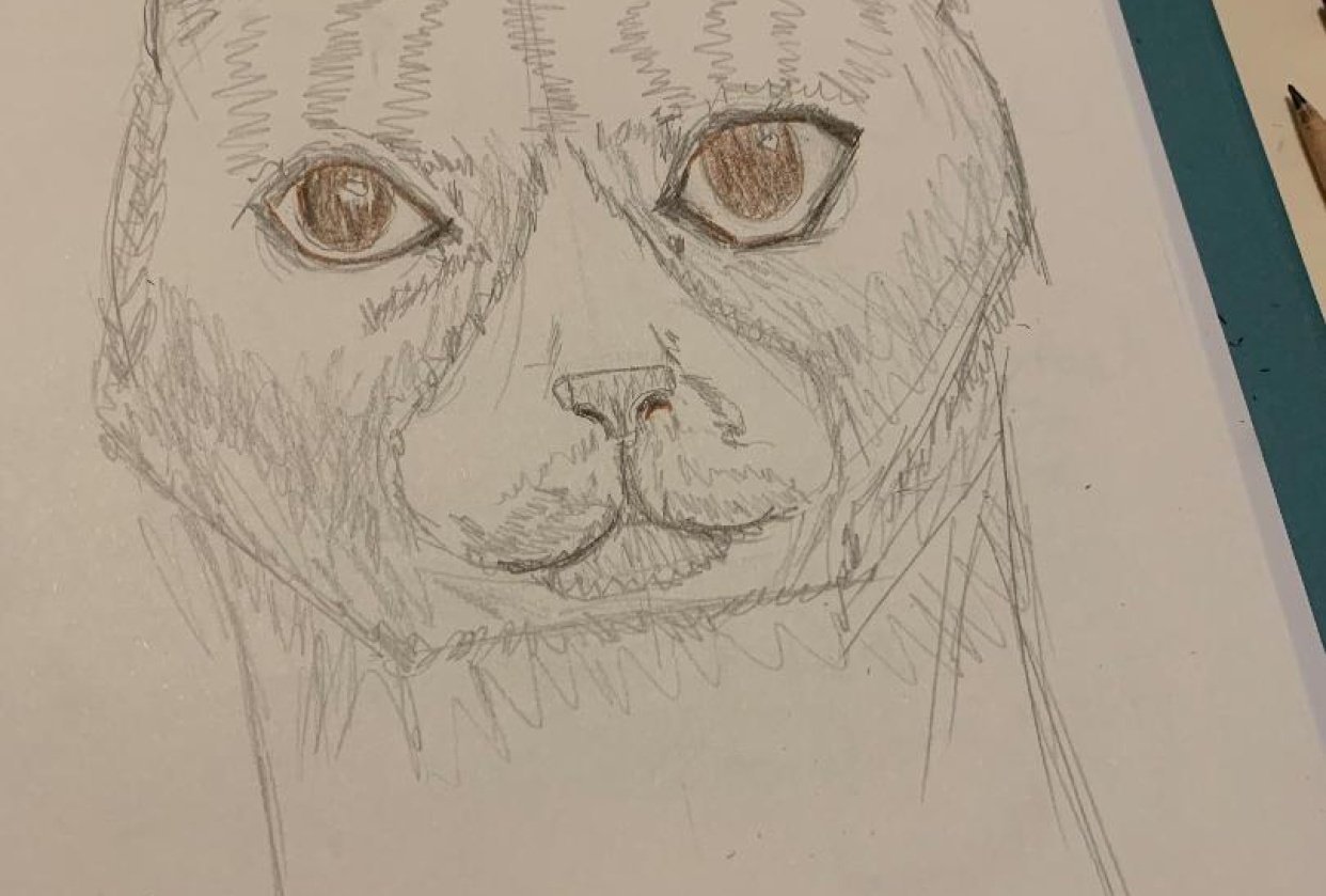Cat Llama Skillshare Student Project cat-llama-skillshare-student-project
