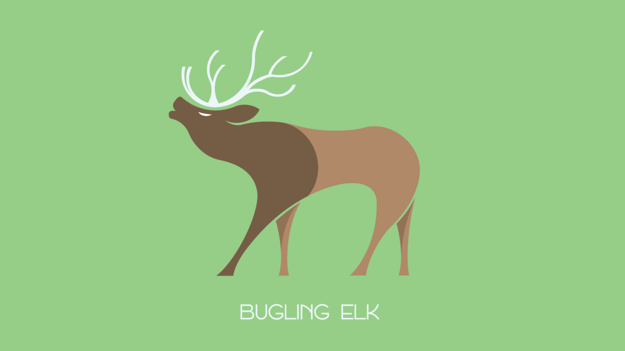 Bugling elk Skillshare Student Project