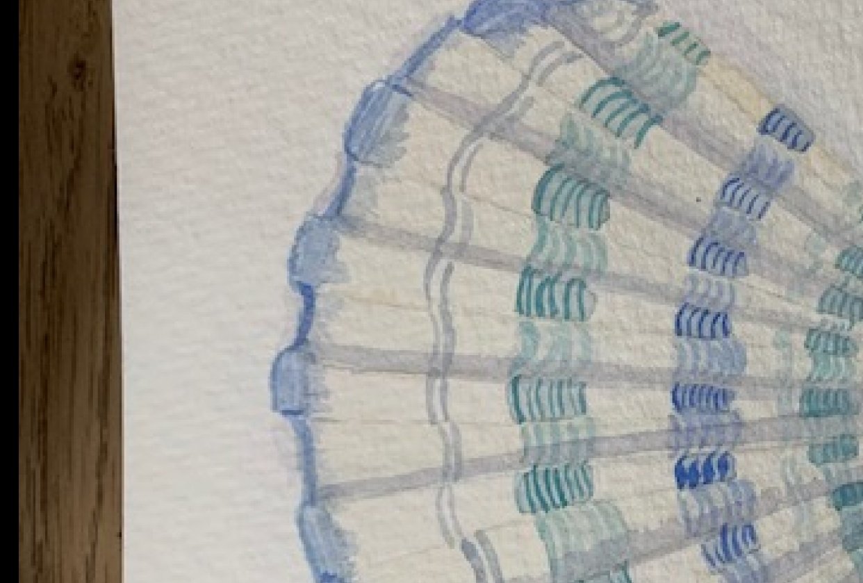 Seashells - student project