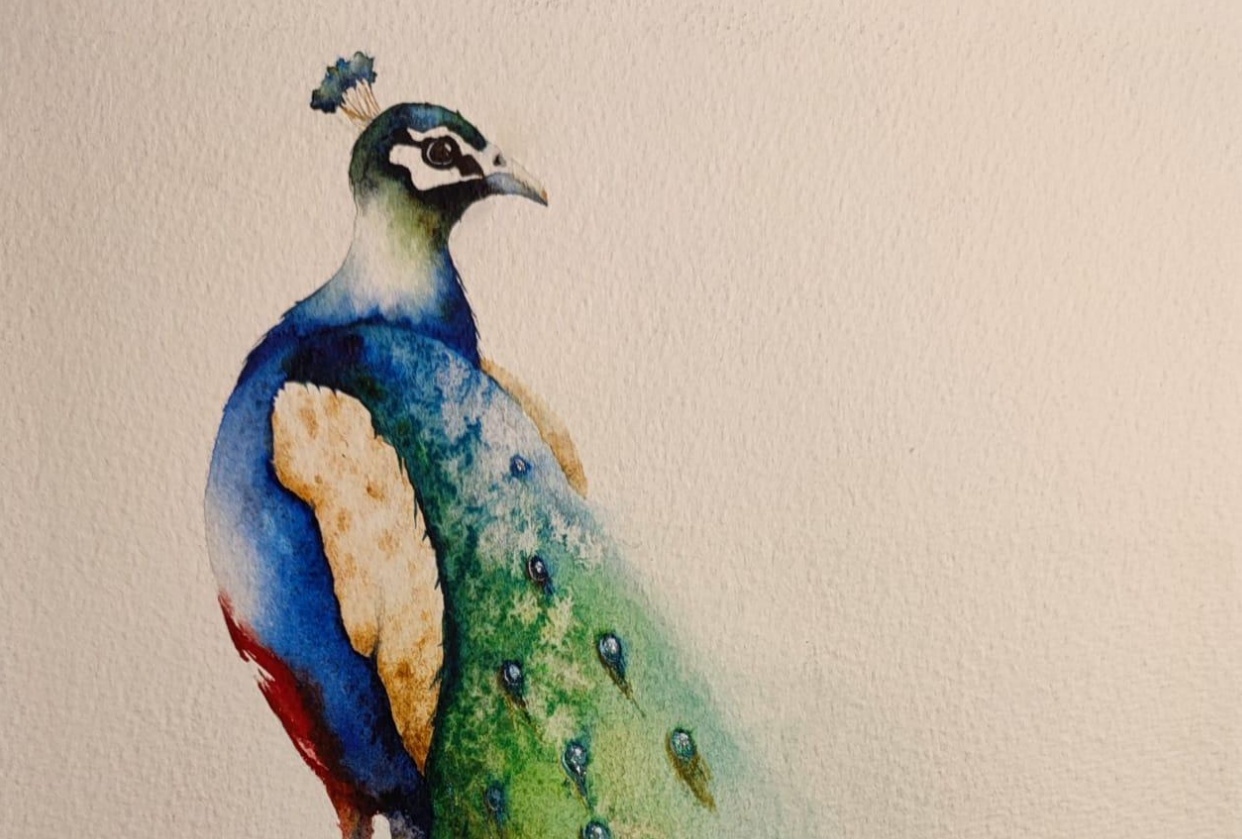 My peacock Skillshare Student Project