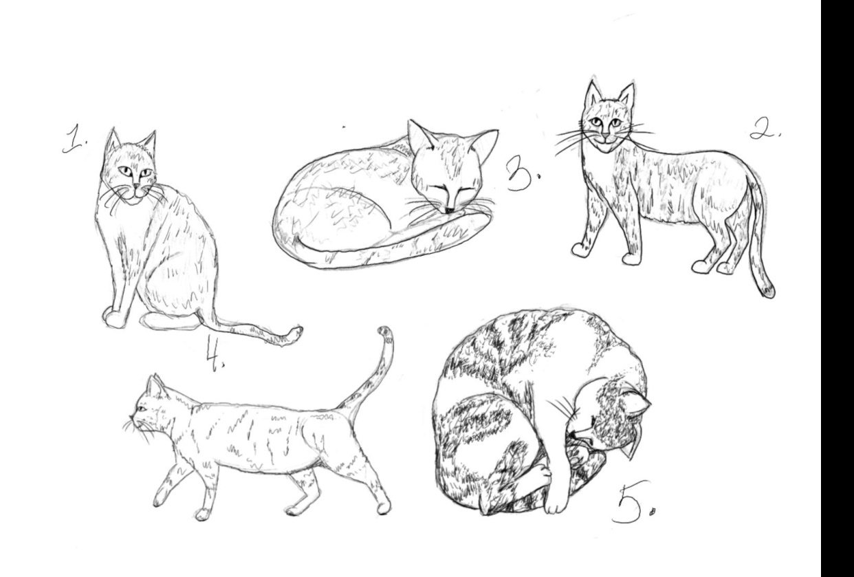 5 Cats Skillshare Student Project