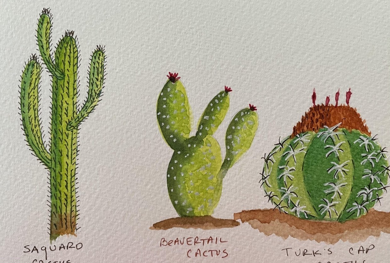 Cacti - student project