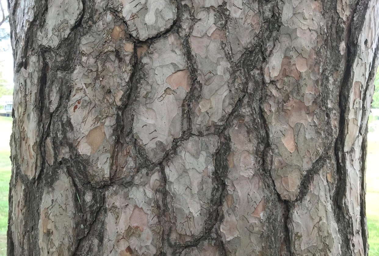 Color Palettes From Nature, Home, and Unexpected Photo - student project
