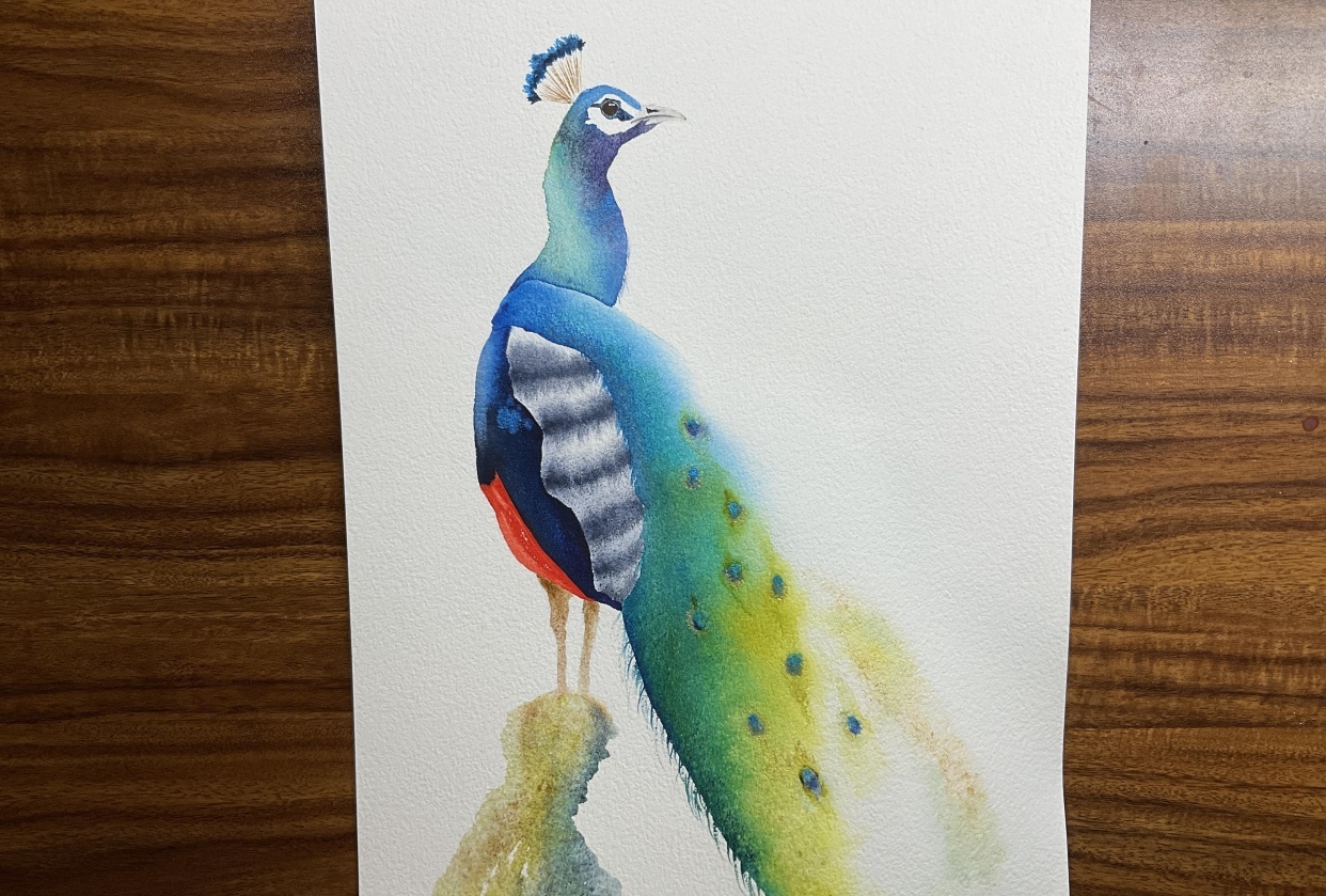 Peacock Skillshare Student Project