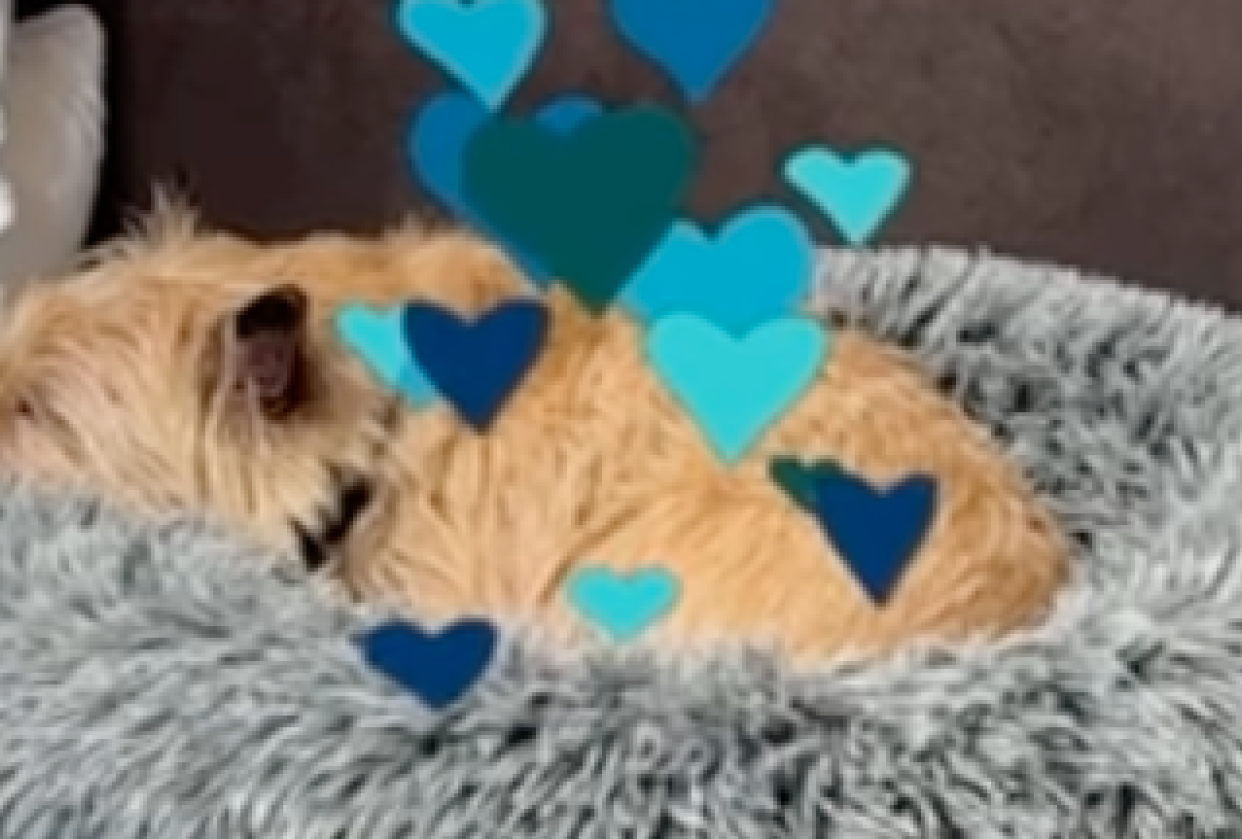 I love my puppy! - student project