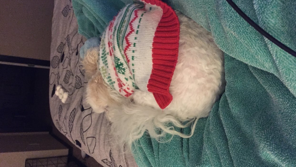 lucy-goosey-skillshare-student-project
