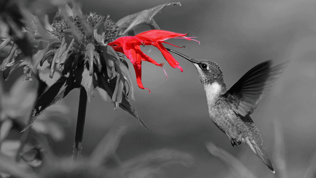 Hummingbird's Meal - student project