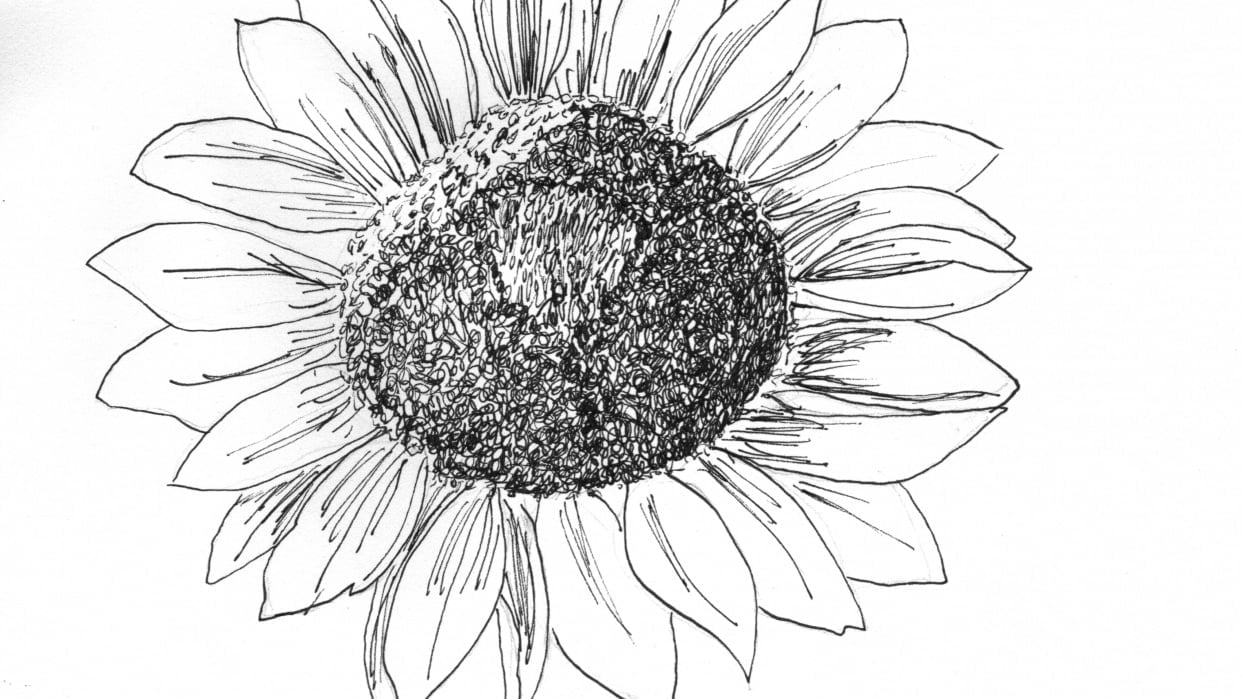 Sunflower drawing - student project